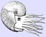 Le Nautile se rapproche le plus de Ammonites